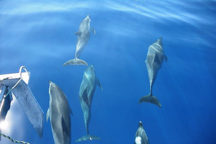 Delfiner for boven